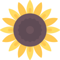 sunflower_517568